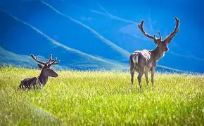 祁连雄鹿队小胜嵩山雄鹿队，板球小组赛上演裁判判罚引热议！团队防守值得称道的简单介绍